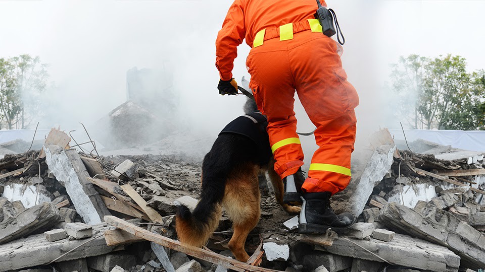 Disaster response official and a dog providing recovery assistance at a disaster site